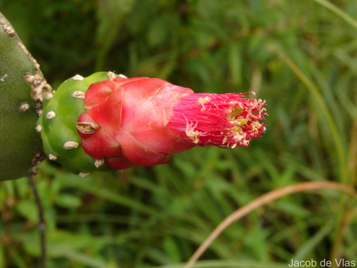 Opuntia cochenillifera (L.) Mill.